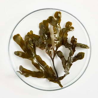 Fucus Spiralis (Extract from)