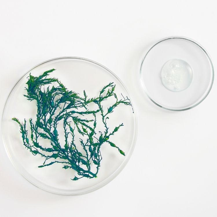 Complexe MELA [Niacinamide + Extrait d'algues] breveté