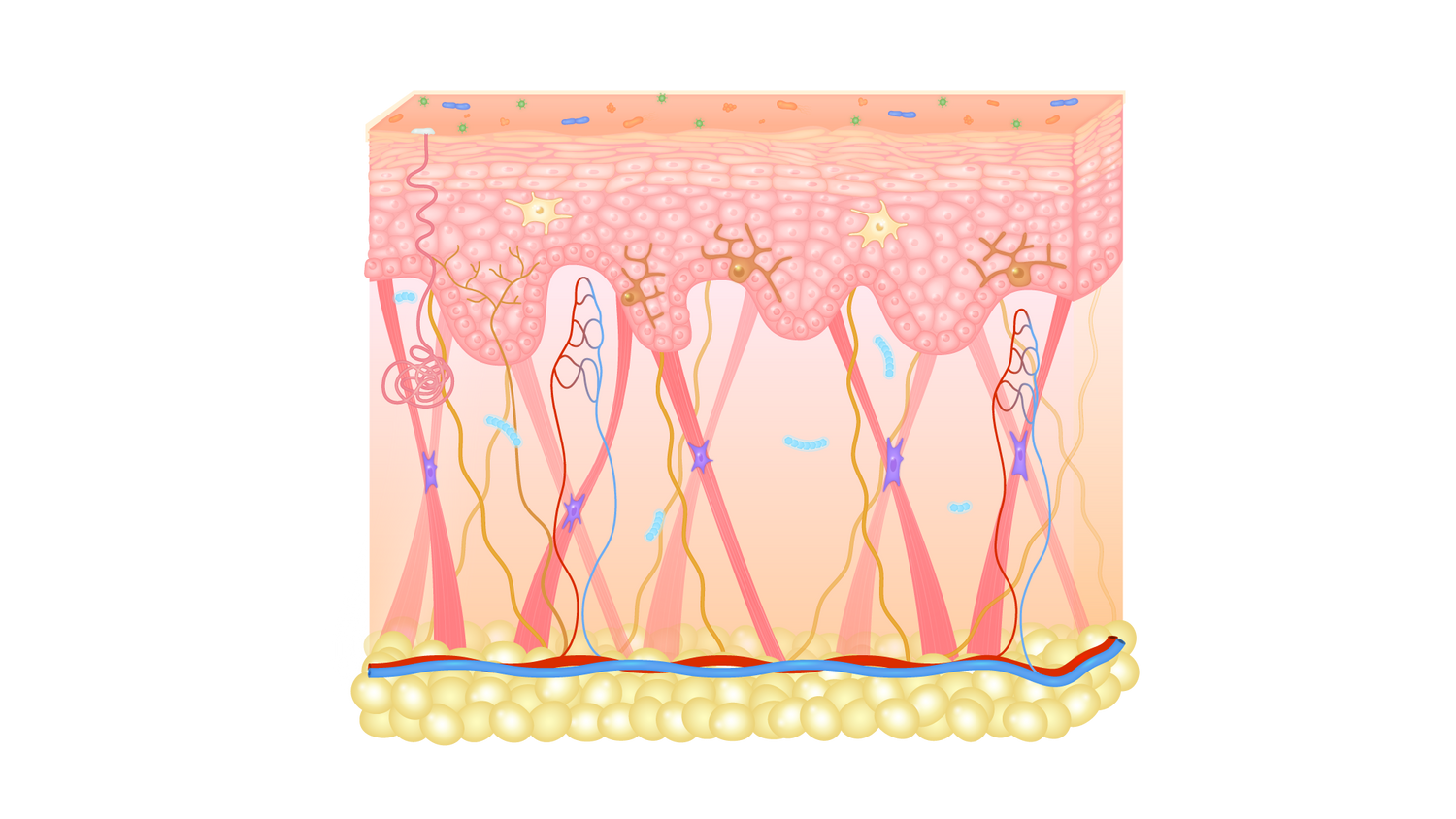 COUPE-DE-PEAU-D'UNE-PEAU-DE-BEBE-PLUS-FINE