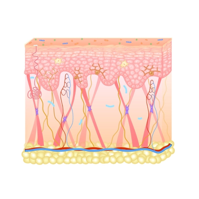 Coupe de peau pour montrer les différentes couches de peau 