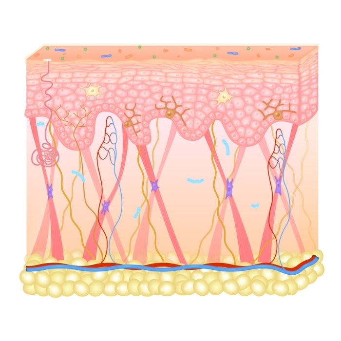 COUPE-DE-PEAU-PEAU-SAINE