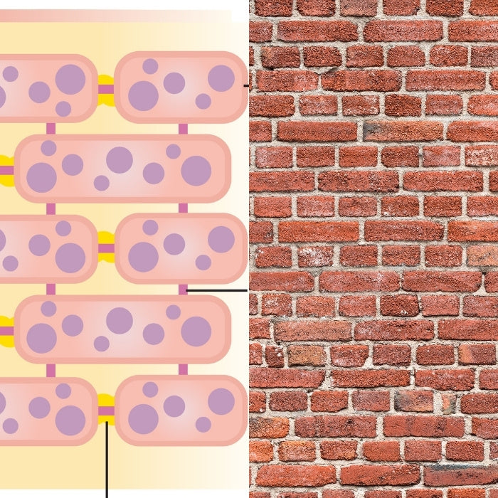 La couche cornée de la peau ressemblant à un mur de briques 