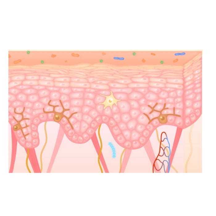 Coupe de peau pour mettre en avant la couche cornée de la peau
