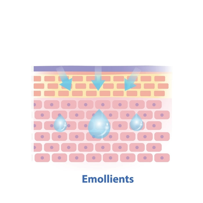 Schéma de l'action et du fonctionnement des émollients