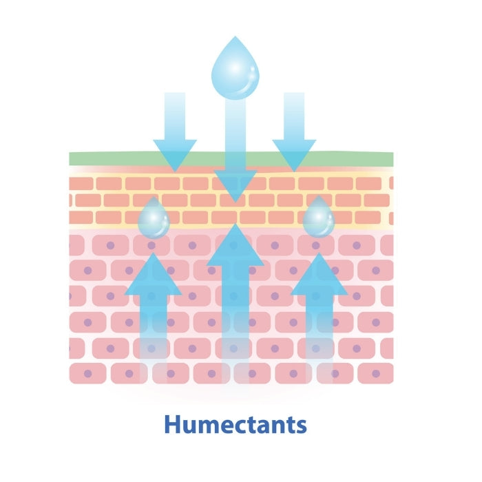 Schéma du fonctionnements des humectants