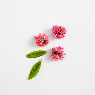 Red Clover Flower (Extract from)