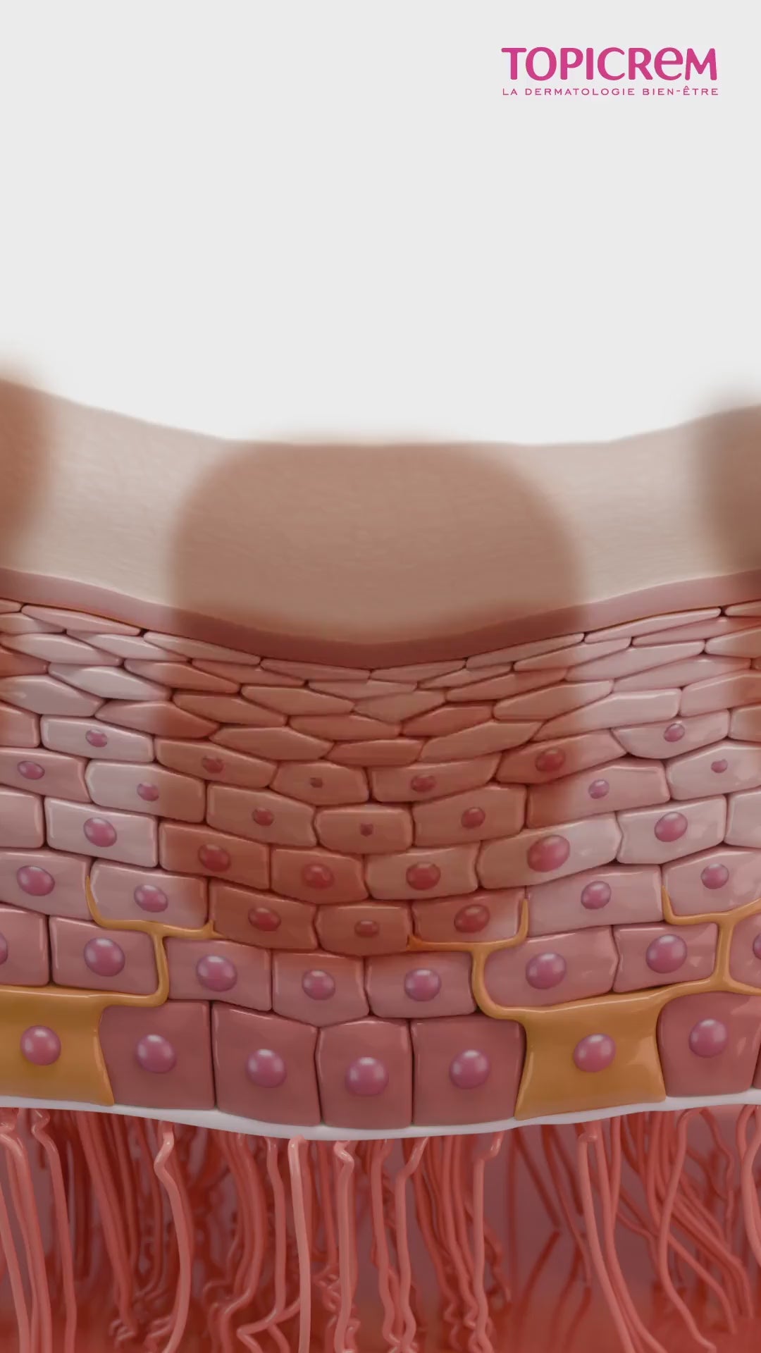 Vidéo explicative de l'action du Complexe MELA Breveté, ingrédient phare de la gamme MELA 